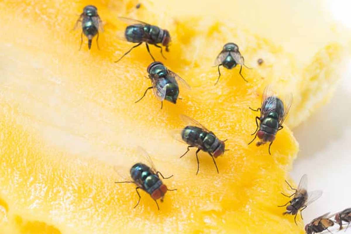 flies