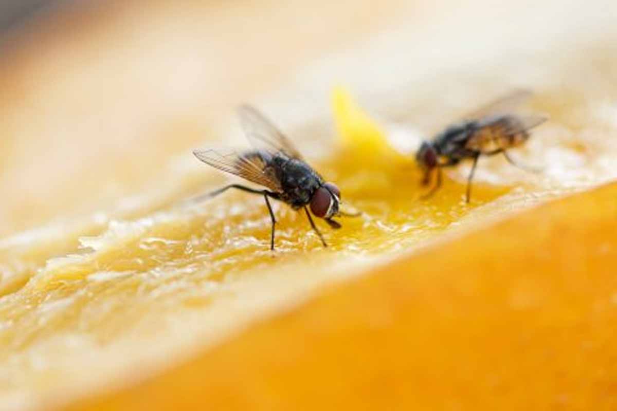 flies