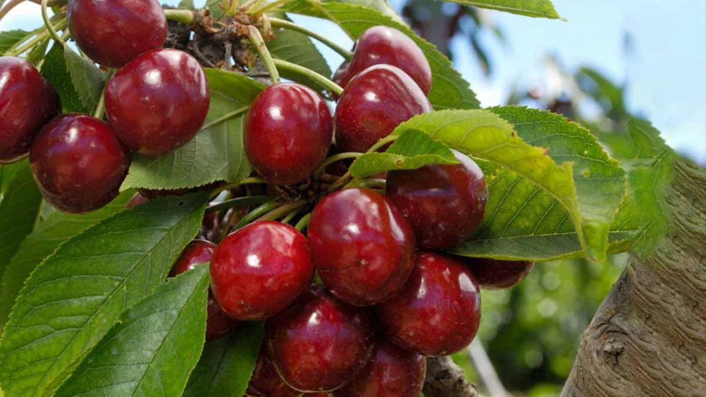 grow cherry tree