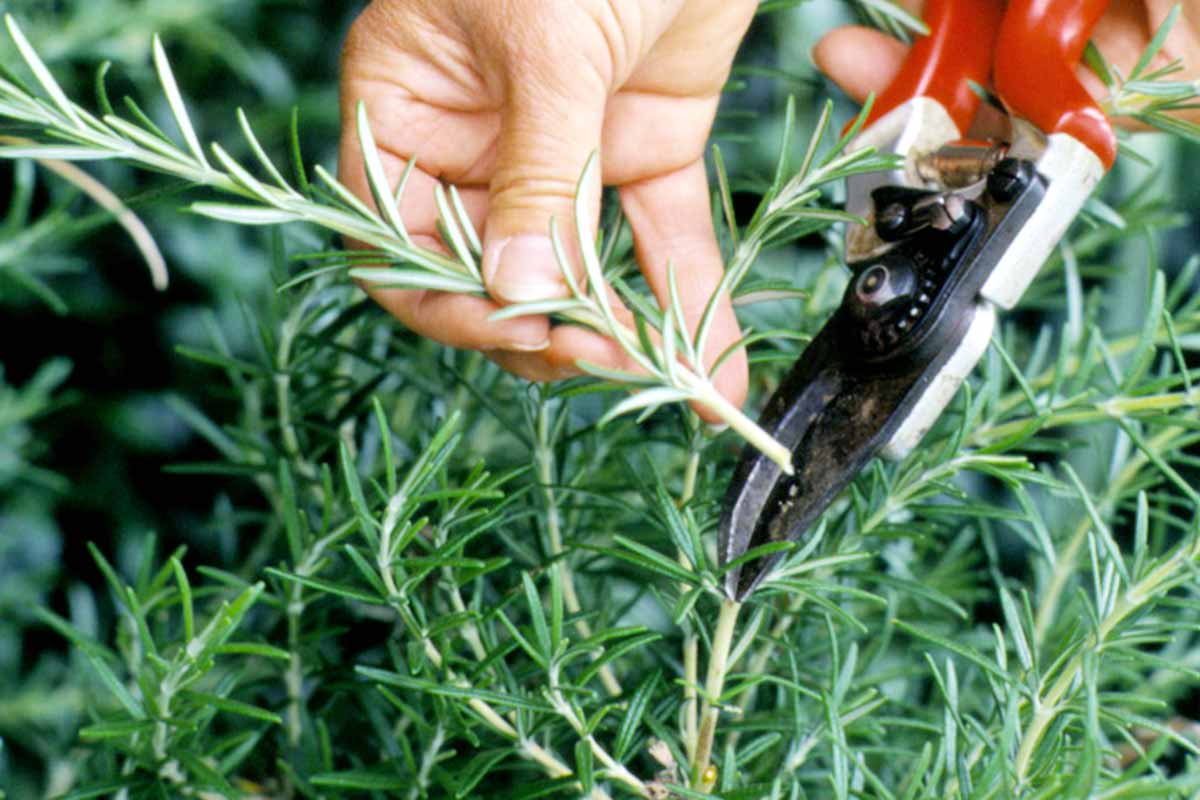 rosemary