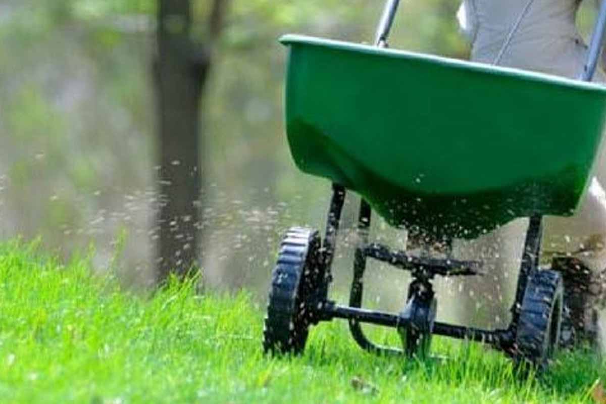 lawn